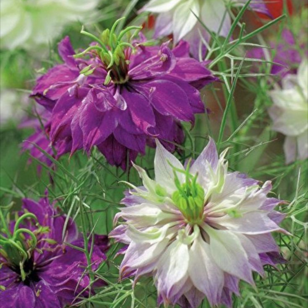 NIGELLA (BLACK SEED)