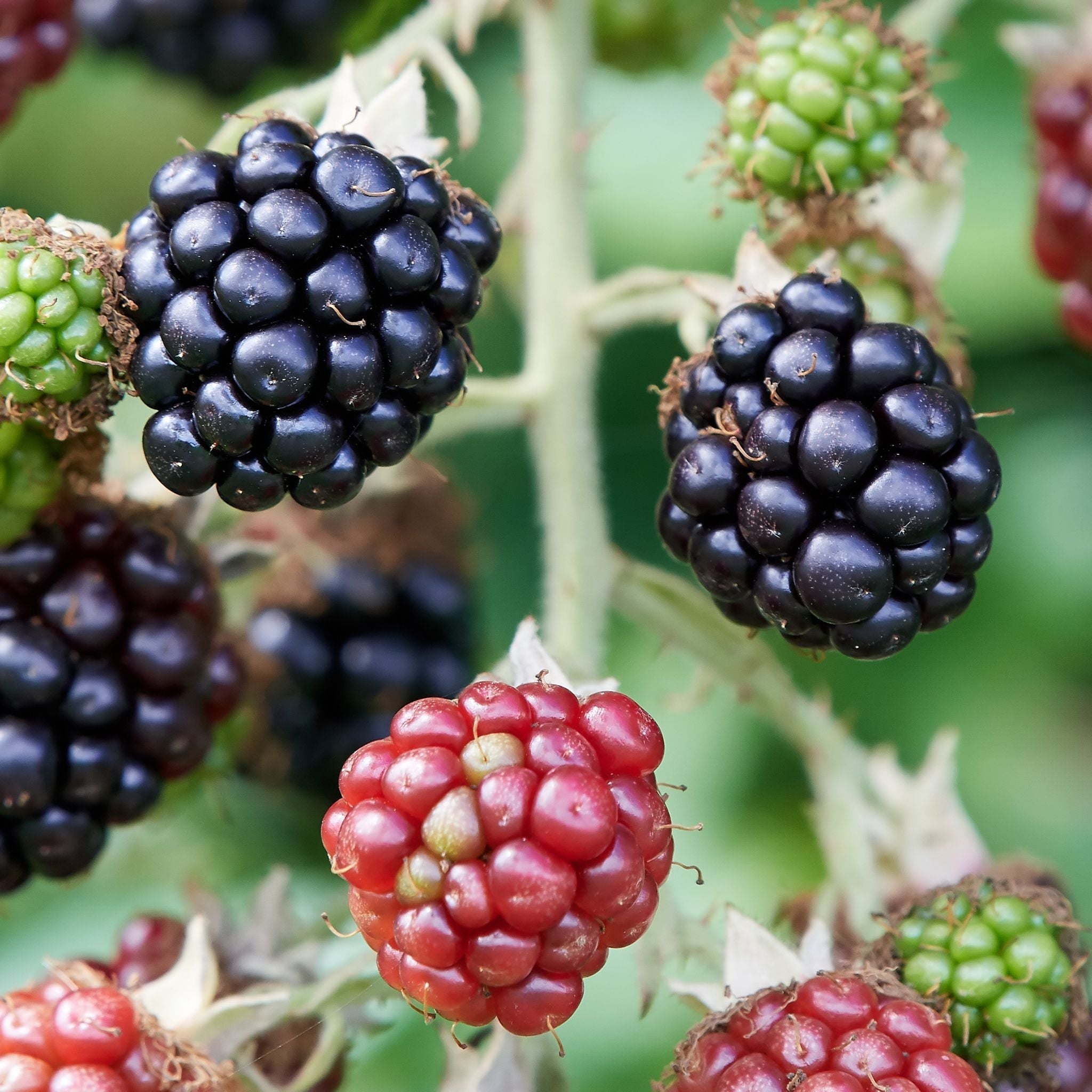 BLACKBERRY