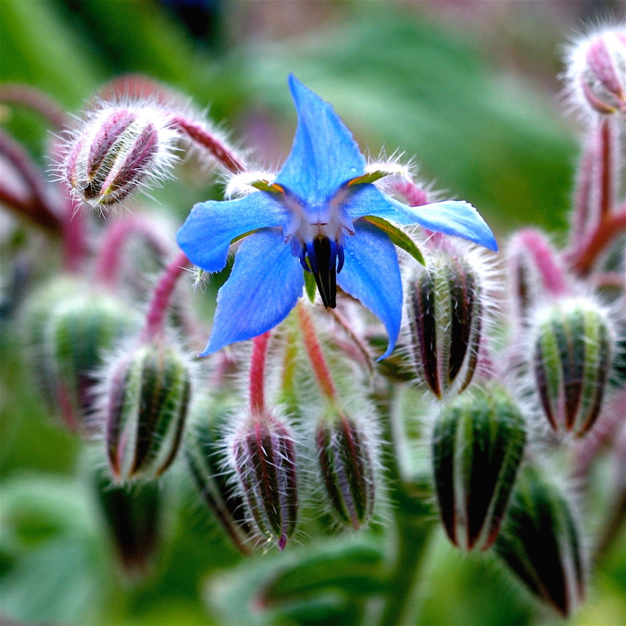 BORAGE