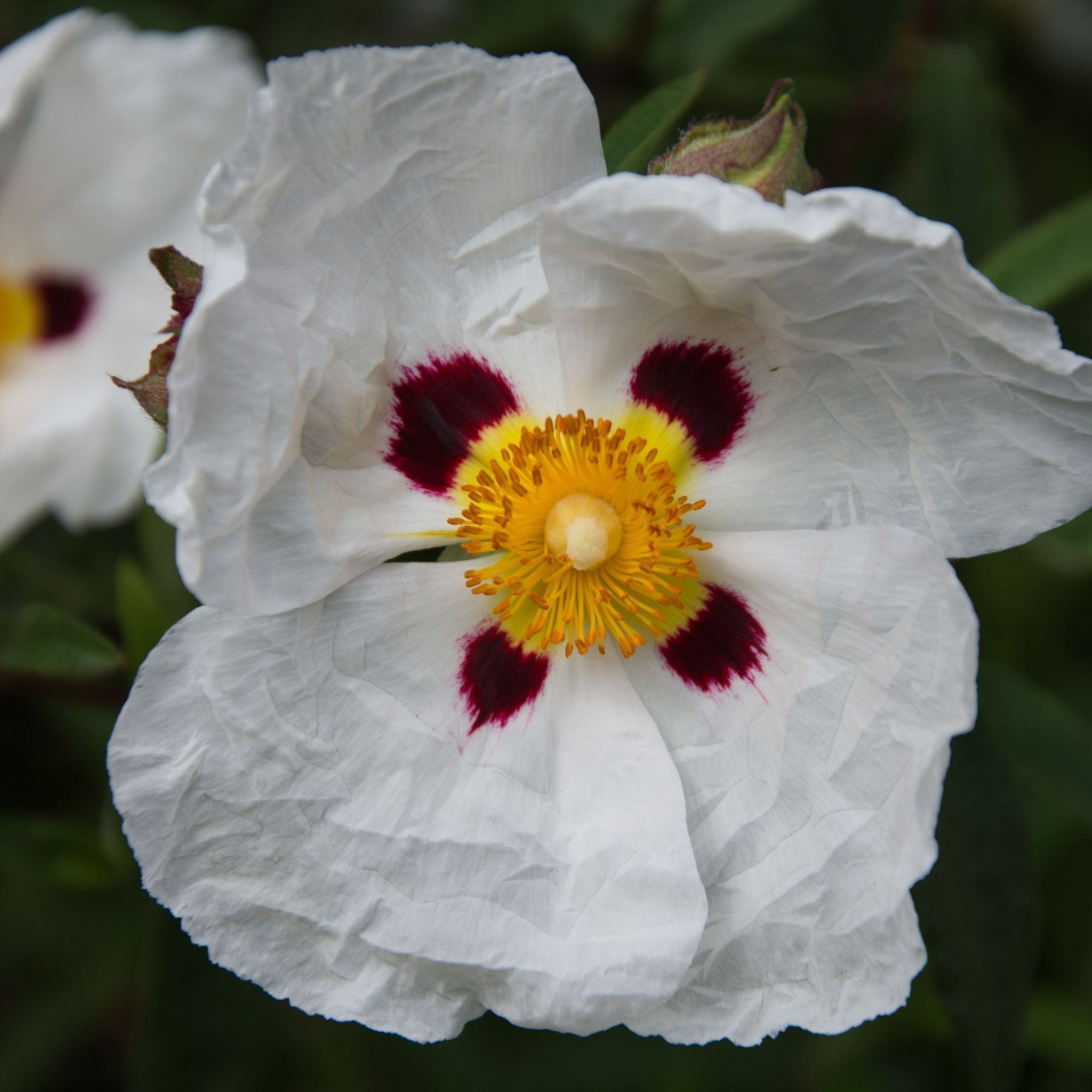 LABDANUM