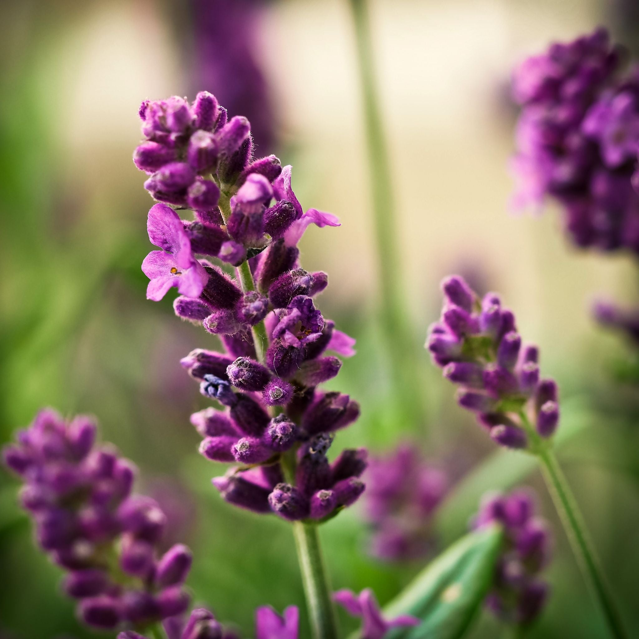 LAVENDER