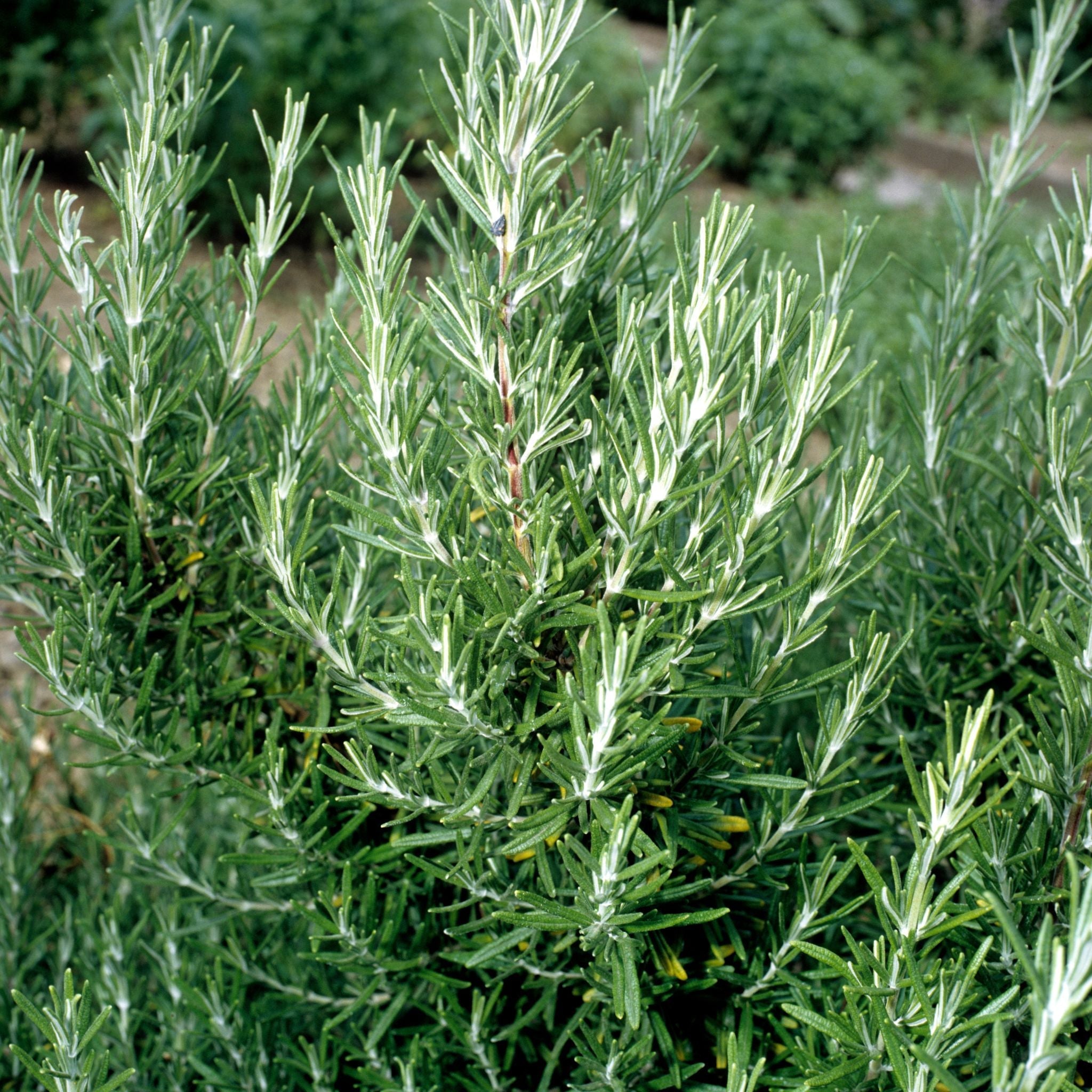 ROSEMARY