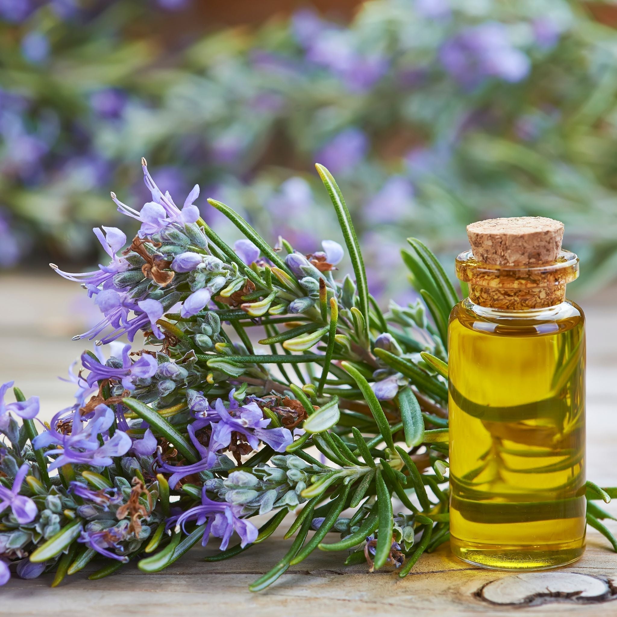 ROSEMARY