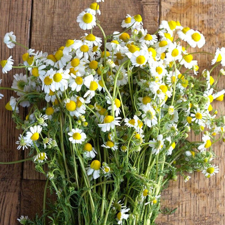 CHAMOMILE