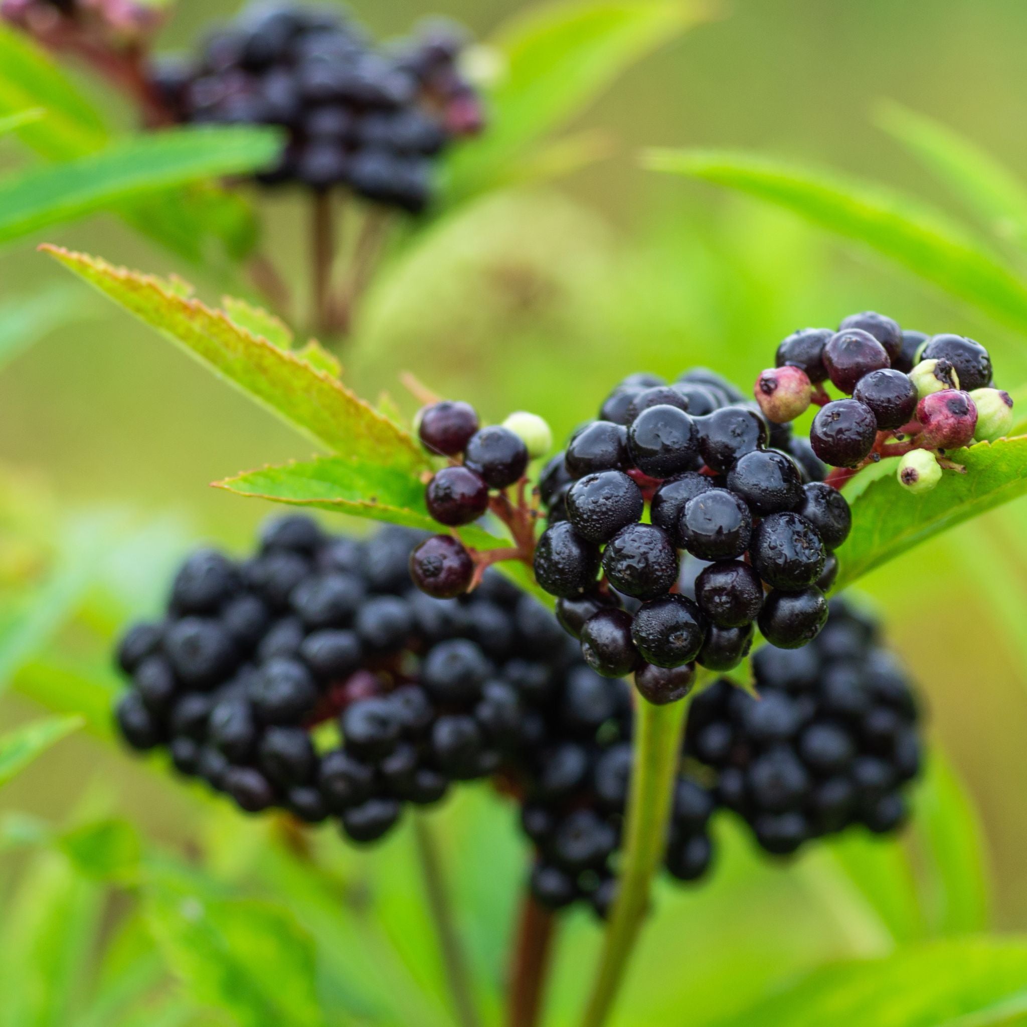 ELDERBERRY