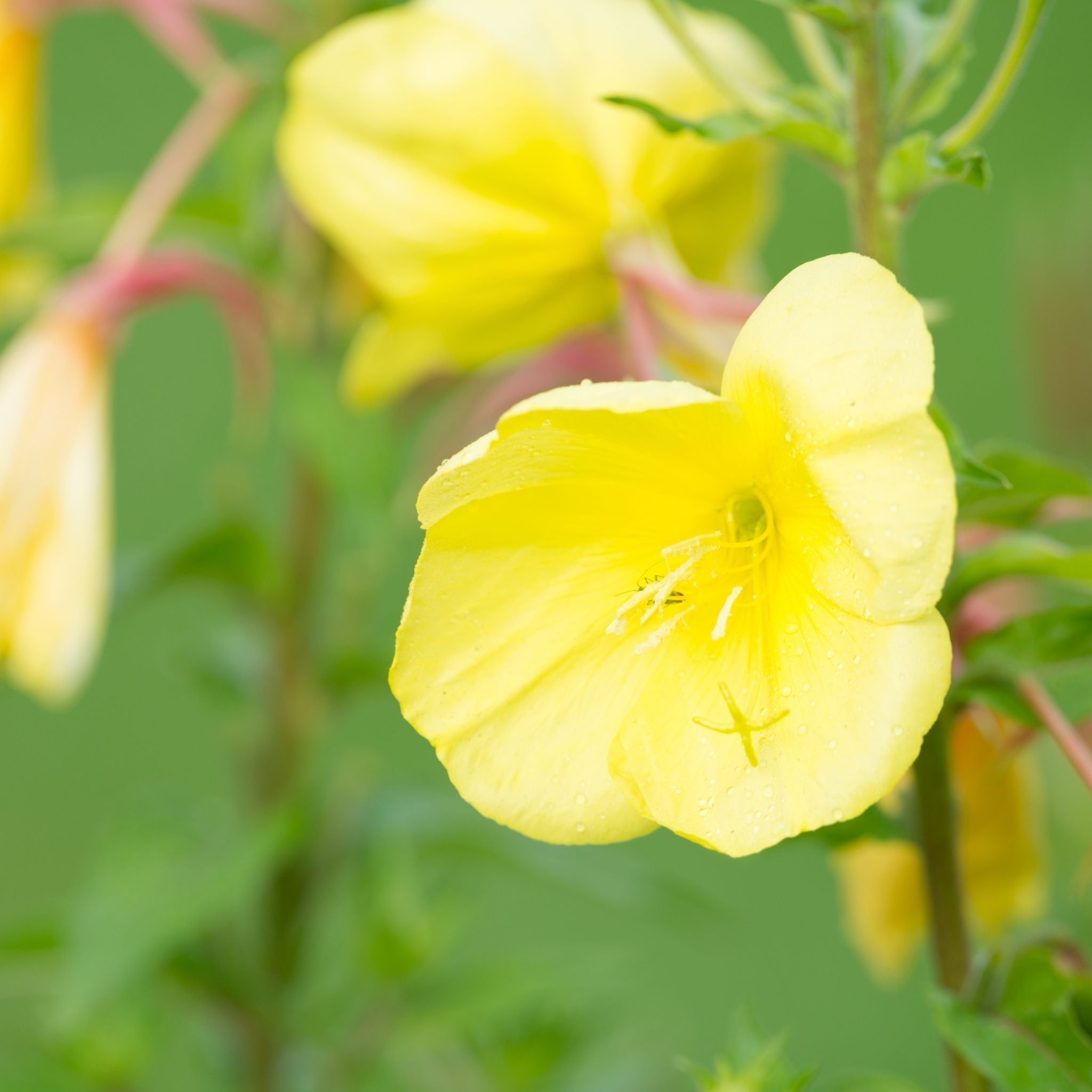 EVENING PRIMROSE