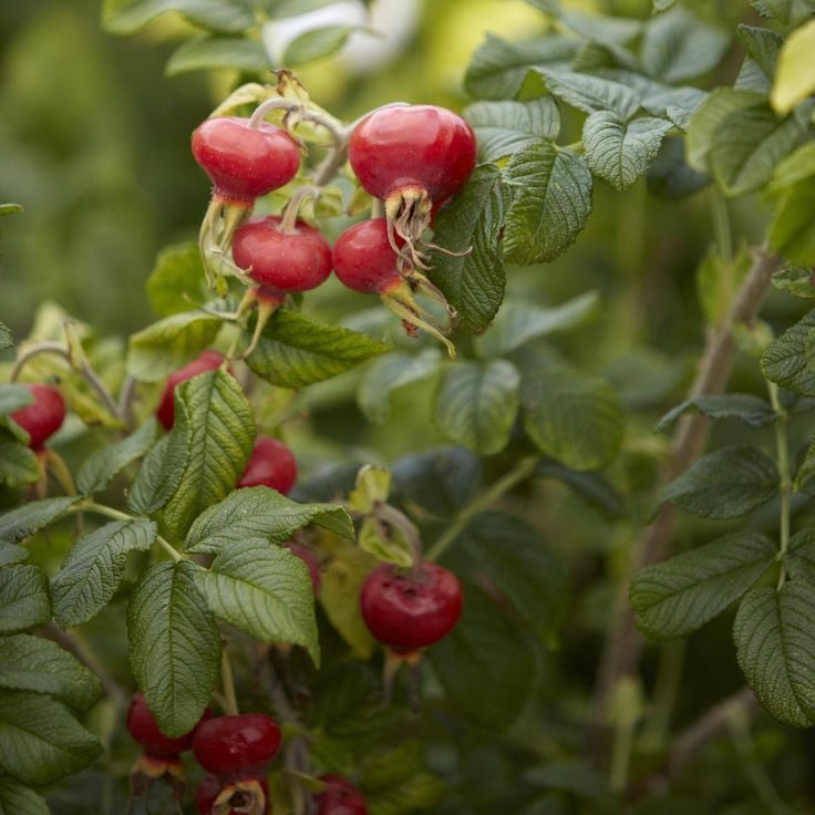 ROSEHIPS