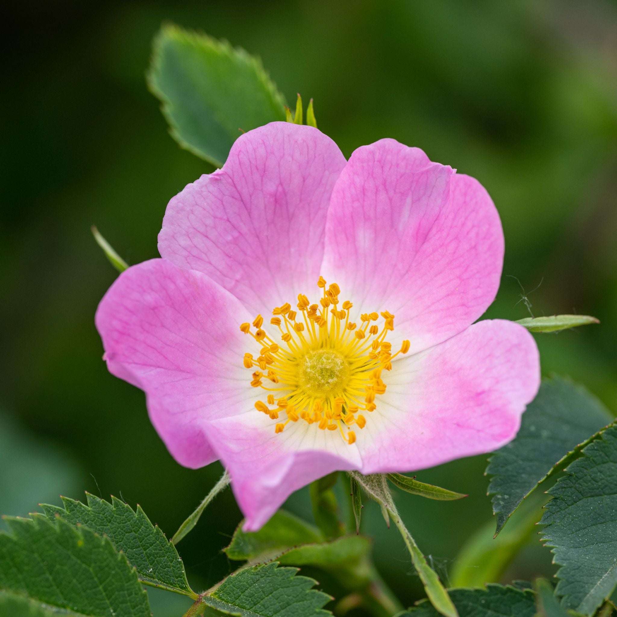 Blossom Body Cream